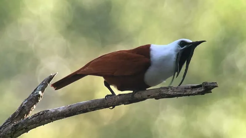 Birdwatcher with binoculars scanning the forest canopy for bird species on a guided birdwatching tour in Monteverde cloud forest Costa Rica
