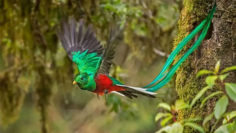 Resplendent quetzal perched in cloud forest trees on a quetzal-focused birdwatching tour in Monteverde Costa Rica