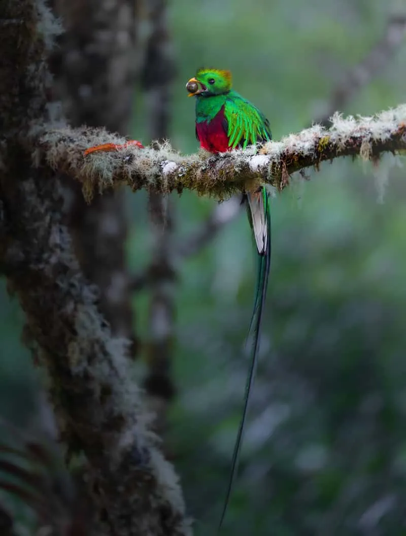 Birder in lightweight field clothing with binoculars ready on a trail in Monteverde cloud forest during a half-day birdwatching tour in Costa Rica