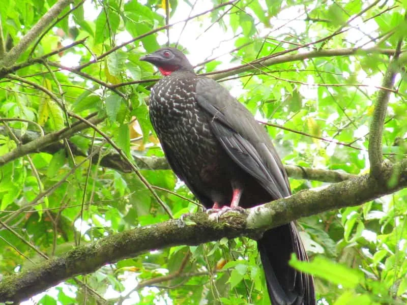 Naturalist guide birdwatching with visitors in tropical forest near La Fortuna Costa Rica spotting exotic bird species